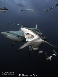 Blacktip - Aliwal Shoal - South Africa by Gemma Dry 